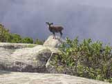 Via Normale Monte Capanne - Muflone