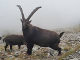 Via Normale Cima Redival - Stambecchi alla Bocchetta di Strino