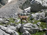 Via Normale Cima di Passo Cavuto - Camoscio al pascolo, Rupicapra pyrenaica ornata, in Val di Rose