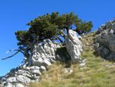 Via Normale Monte Pollino - Pini loricati lungo la salita