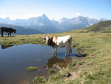 Via Normale Hochrast - Pausa Alta - Pozza d´alpeggio verso le Dolomiti di Sesto