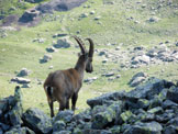 Via Normale Cima di Venina - Incontri