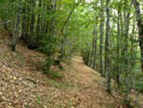 Via Normale Monte Alfeo - La traversata della foresta