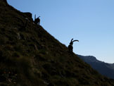 Via Normale Alta Luce - Hochlicht - Salita con stambecchi 