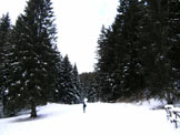 Via Normale Corna Lunga - Bosco di pini nei pressi di Malga Lunga