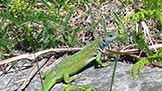 Via Normale Cima della Trosa - Lacerta Viridis