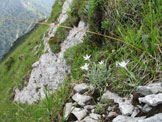 Via Normale Monte Piombada - Stelle alpine