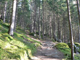 Via Normale Monte Lupo/Wolfskofel - Il sentiero nel bosco