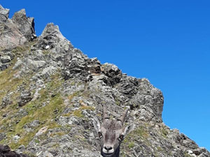 Via Normale Pizzo Cigola (da Carona)