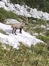 Via Normale Monte I Musi (cima Est) - Stambecco