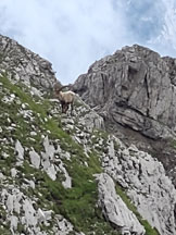 Via Normale Monte Pramaggiore - Altro panorama lungo la salita
