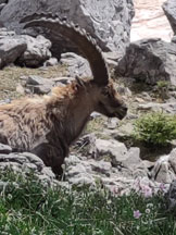 Via Normale Monte Cimacuta - Stambecco nei pressi del bivio tra il CAI 369 ed il 379