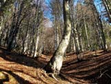 Via Normale Monte Libertan - Il bel bosco libertan
