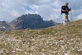 Via Normale Cima Caoz - Crochi lungo il sentiero