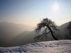 Bonsai di montagna