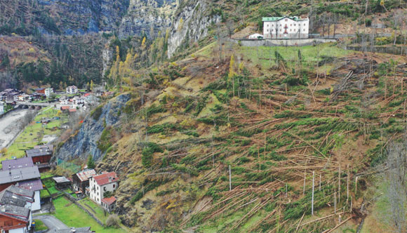 Alberi caduti a Caprile, Alto Agordino
