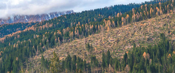 Alberi caduti nella Foresta di Paneveggio
