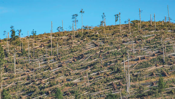 Schianti di alberi da vento