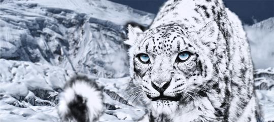 Dynafit-snow-leopard