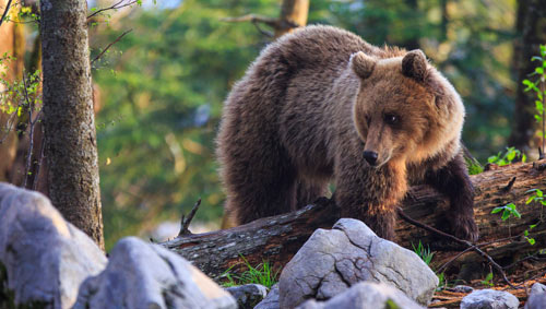 Orso-bruno