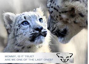 Save-snowleopard