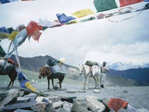 Ladakh, contemplazione del sogno - Tsering con i suoi cavalli