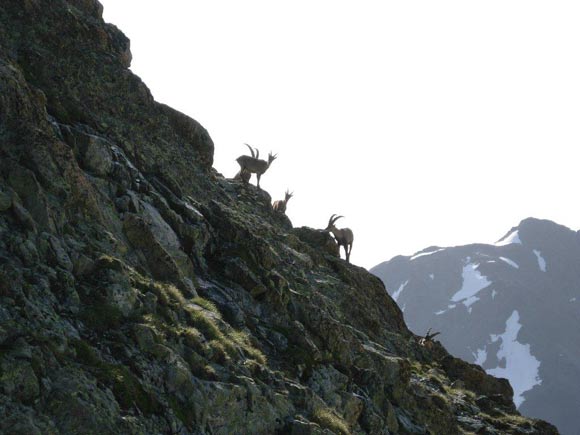 Piz Vadret - In salita sul pendio S