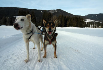 FVG-montagna-inverno-cani