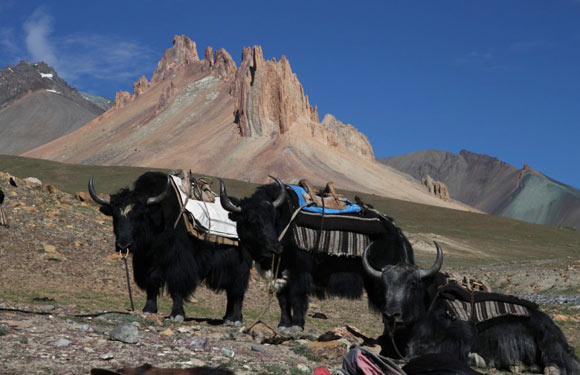Trekking in Ladakh