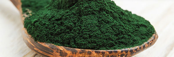 Spirulina in polvere