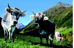 Bue di malga