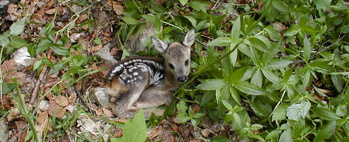 Fauna delle Dolomiti