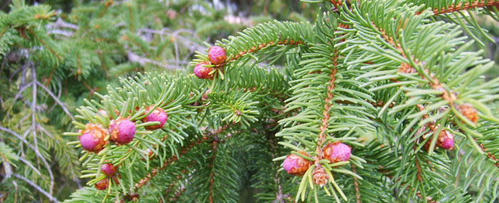 Flora delle Dolomiti